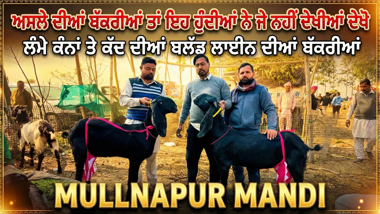 ਅਸਲੇ ਦੀਆਂ ਲੰਮੇ ਕੰਨਾਂ ਦੀਆਂ ਬੱਕਰੀਆਂ ਆਹ ਹੁੰਦੀਆਂ ਦੇਖੋਮਤਾ ਸਹੀ #bakrimandipunjab 
