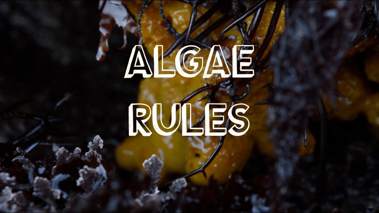 ALGAE RULES Hidden Creatures in La Jolla Tide Pools #snorkel