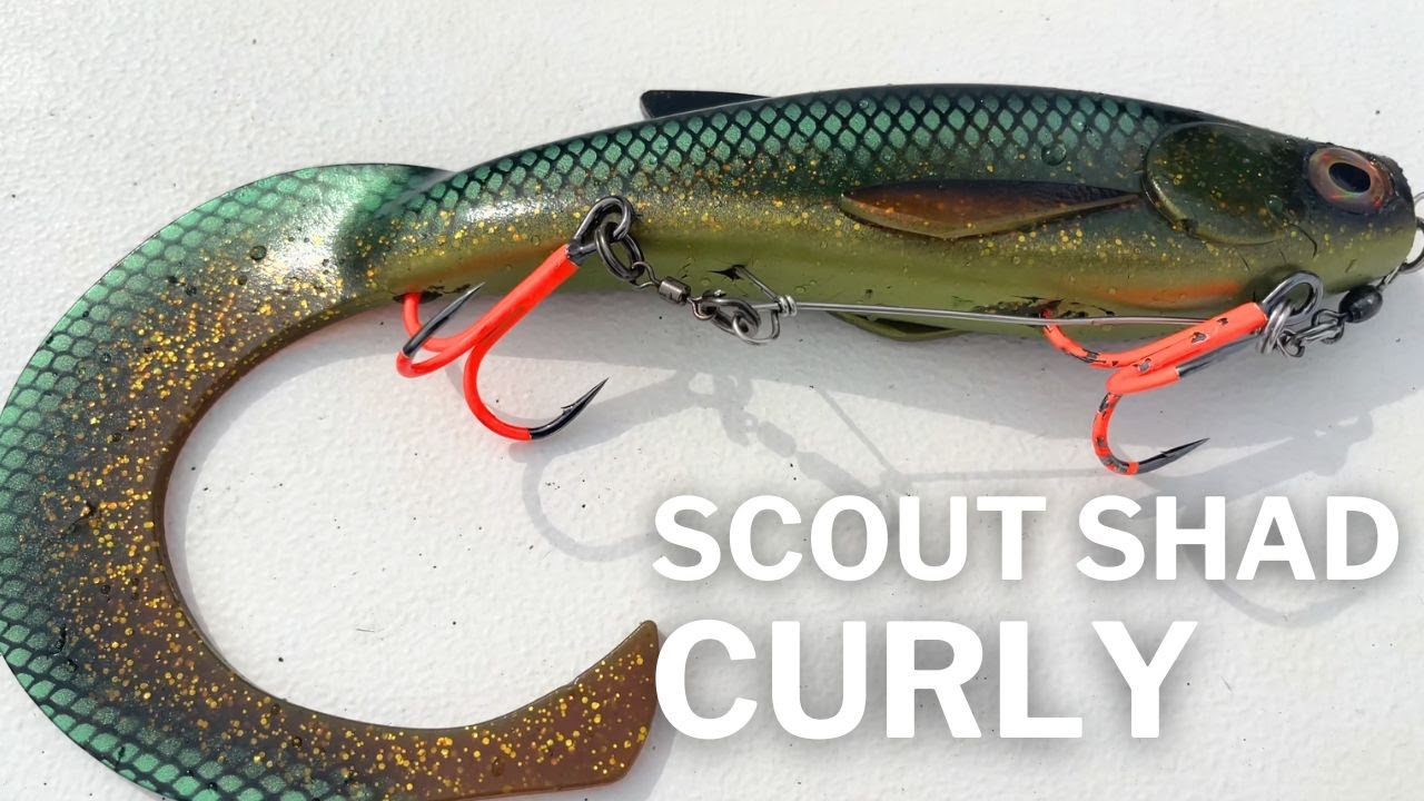 Scout Shad Curly