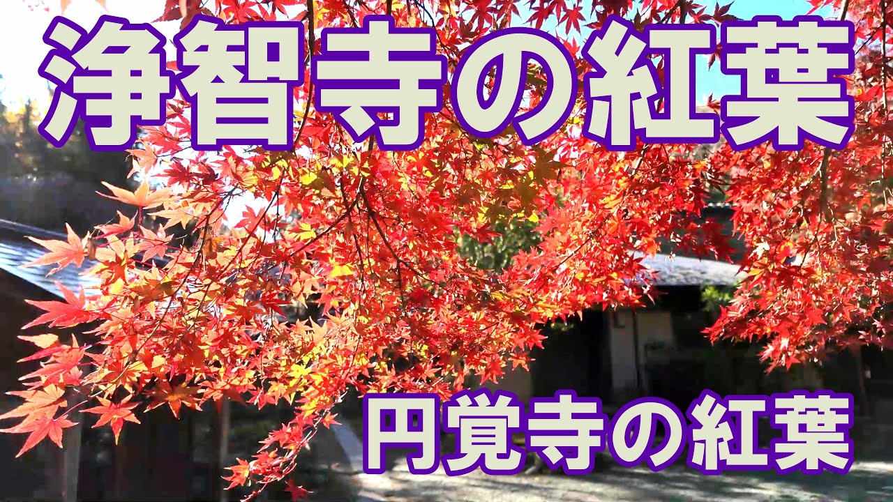 浄智寺と円覚寺総門前の紅葉　2025年