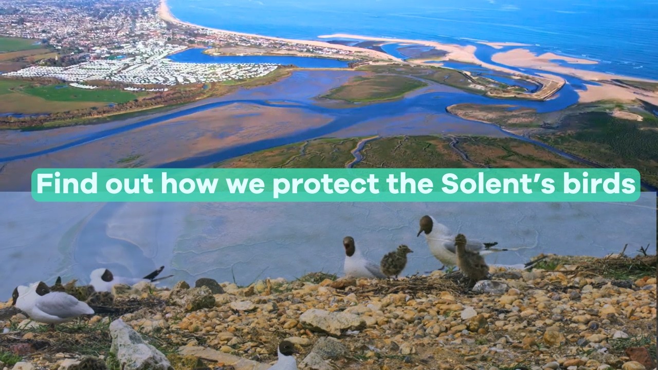 Restoring seabird nesting sites