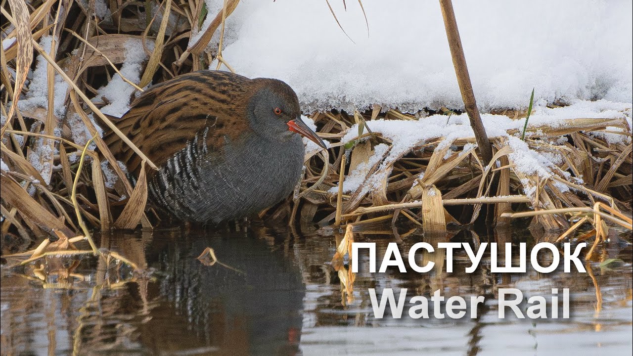 Водяной пастушок / Water rail
