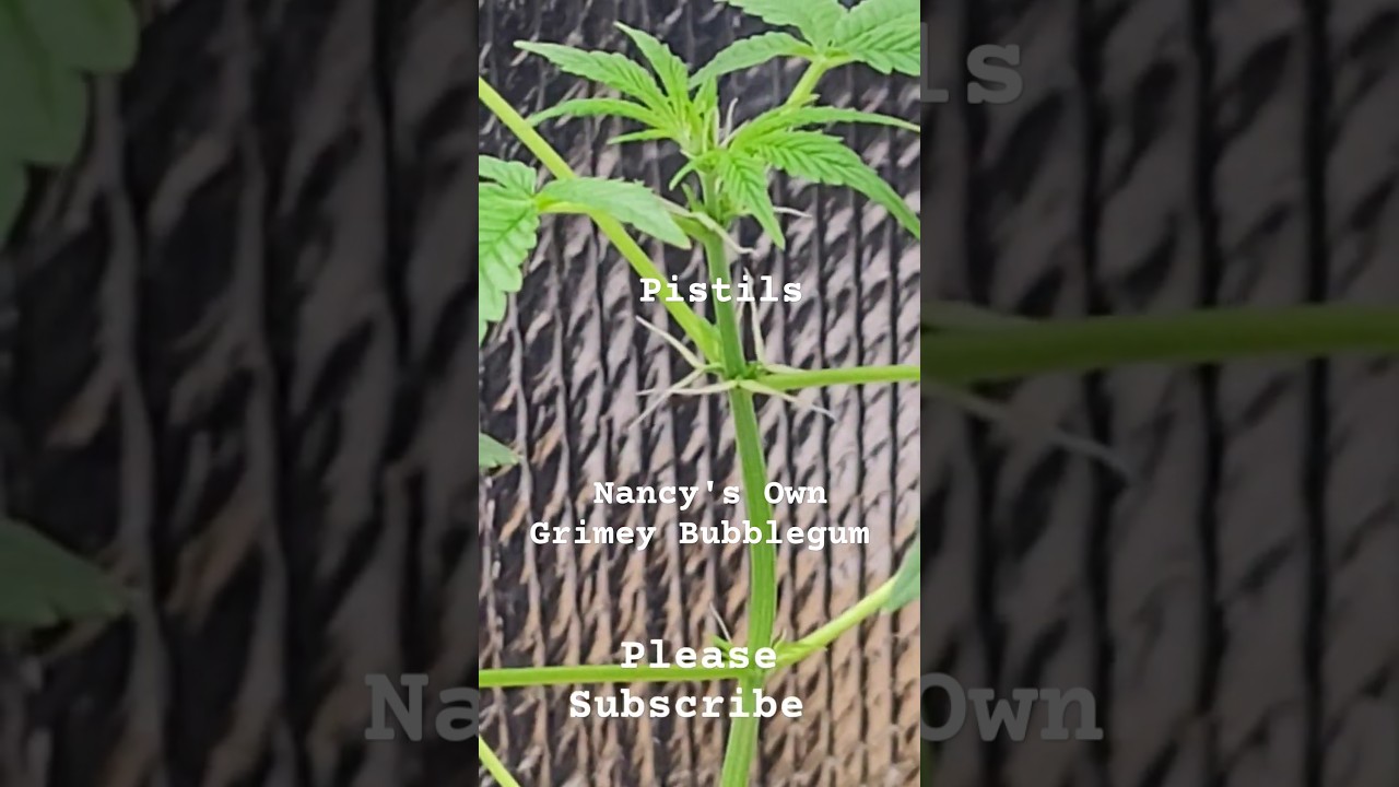 How Can You Tell When a Cannabis Plant is Female? Look for Pistils!