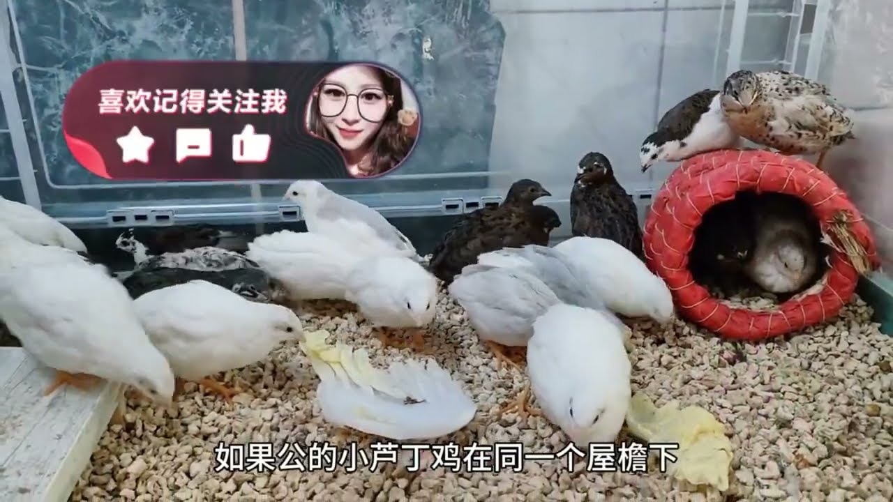 蘆丁雞真的是智商稅，它好養嗎我總結了三點，每天都沉浸在撿蛋中#蘆丁雞養殖簡單方便 #奇異動物召集令