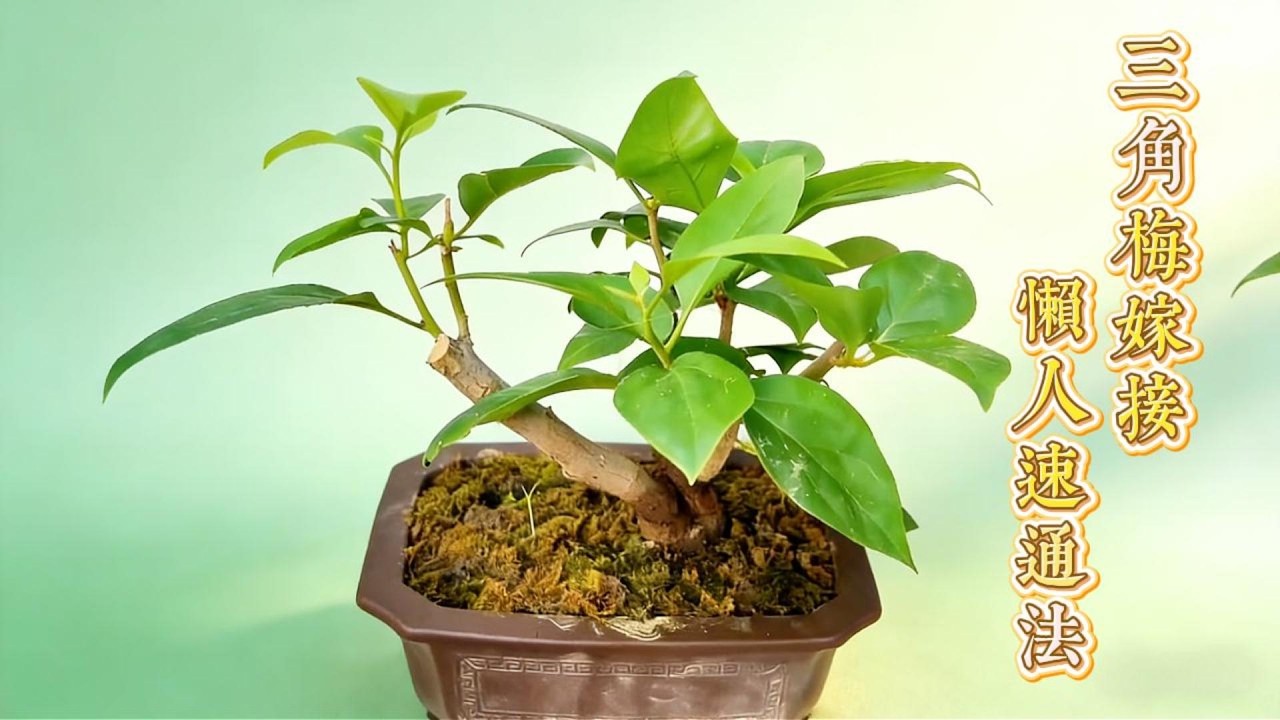 三角梅嫁接懶人技巧！Bougainvillea Grafting Lazy Tip! Root Lift Stock No Frequent Bud Pinching, For Beginners!