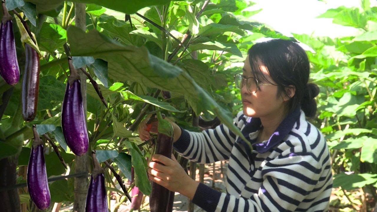 From Garden to Kitchen Cooking Simple Eggplant Dishes  A Quiet Day Vlog