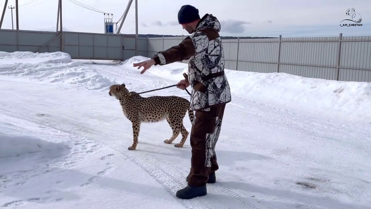 Гепард Герда на свободе!