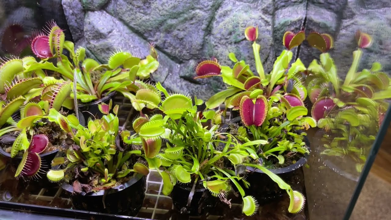 The ULTIMATE Indoor Bog Garden for Your Venus Flytrap! #carnivorousplants #venusflytrap  #plants
