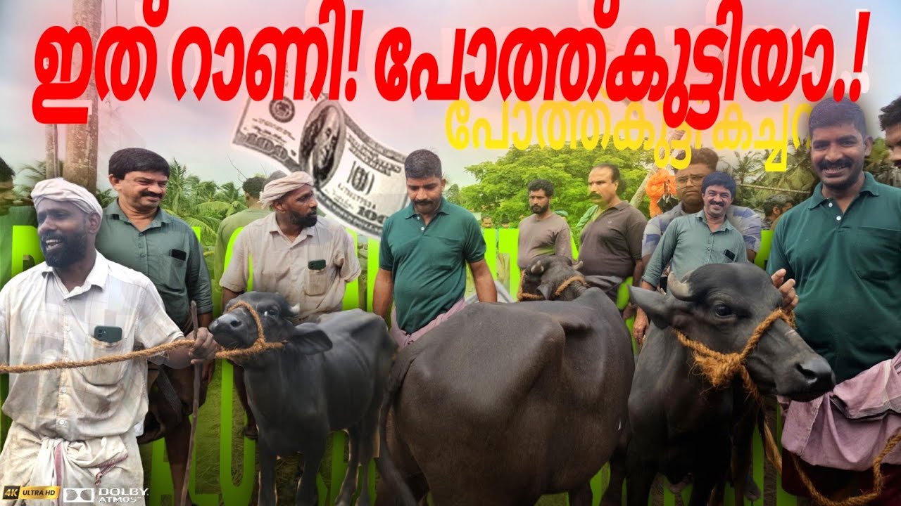 ✨ഇത് റാണി! പോത്ത് കുട്ടിയാ..!പോത്ത്കുട്ടി കച്ചവടം💸Manjeri Chanda | Manjeri market | Buffalo Market