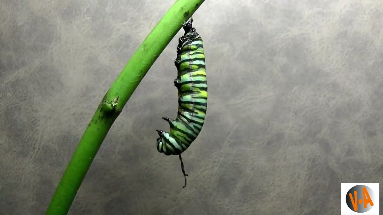 Lagarta se  transformando em borboleta
