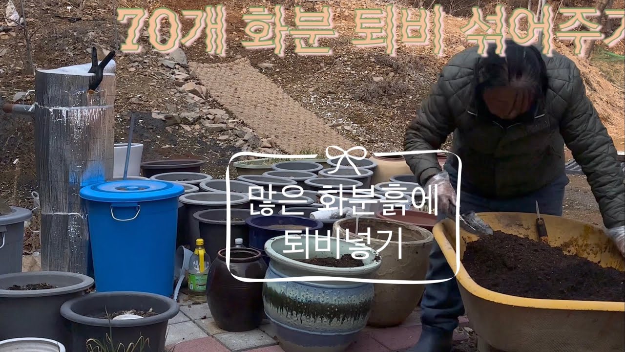 3월9일::70개 화분에 퇴비와 황산칼슘으로섞고 무화과나무 양지에 옮겨주고 월동춘채 캐요. 