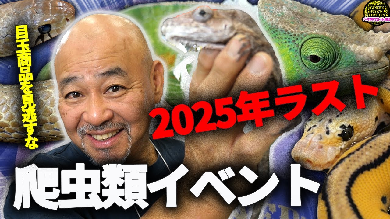 九レプ2025最高でした！【九州爬虫類フェス2025】