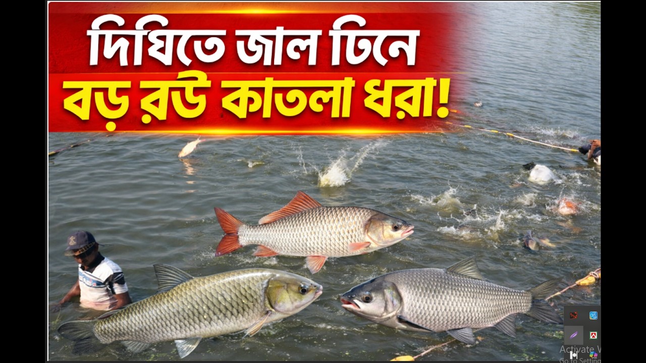 দীঘিতে জাল টেনে বড় রুই কাতলা ব্রিকেট মাছ