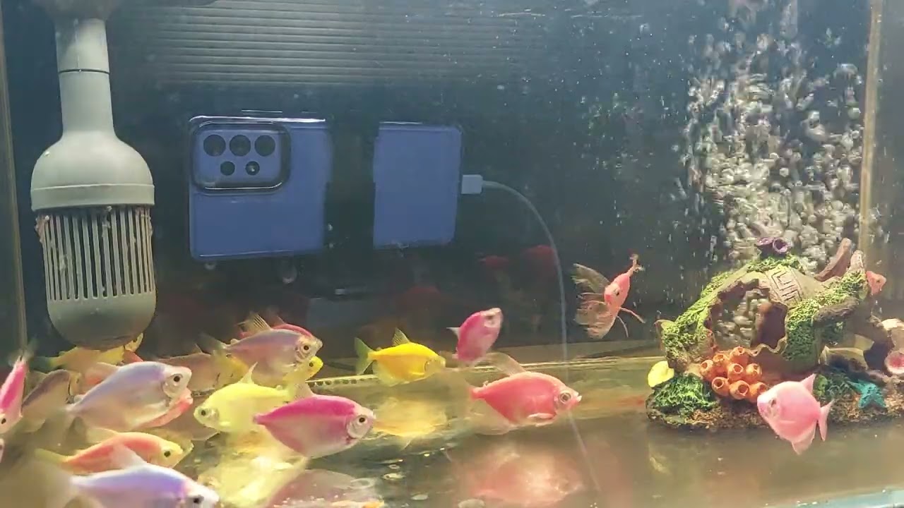 Relaxing Aquarium Fish Tank Sounds no music