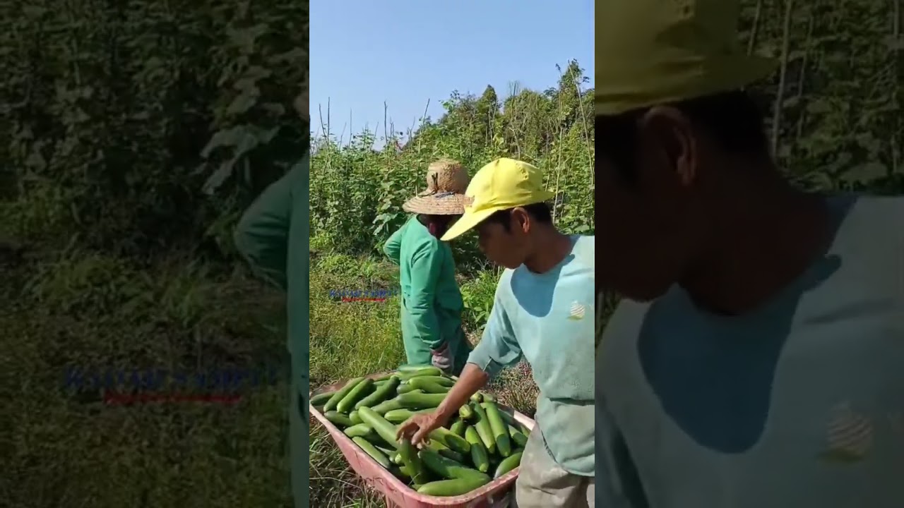 Untung Tak Seberapa, Eh Sayuran Dicuri Juga #ceritapetani #petanisayur #sampit #shorts #viral