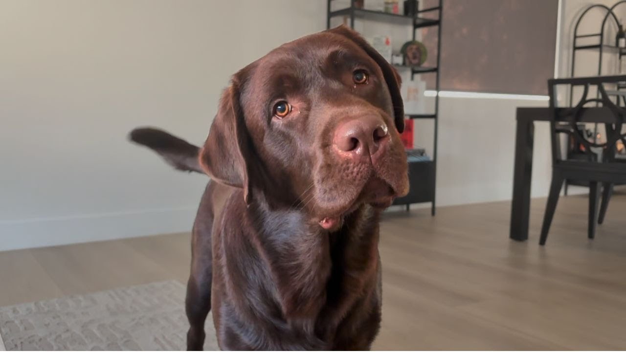A DAY IN THE LIFE OF A (VERY SPOILED) LABRADOR RETRIEVER!