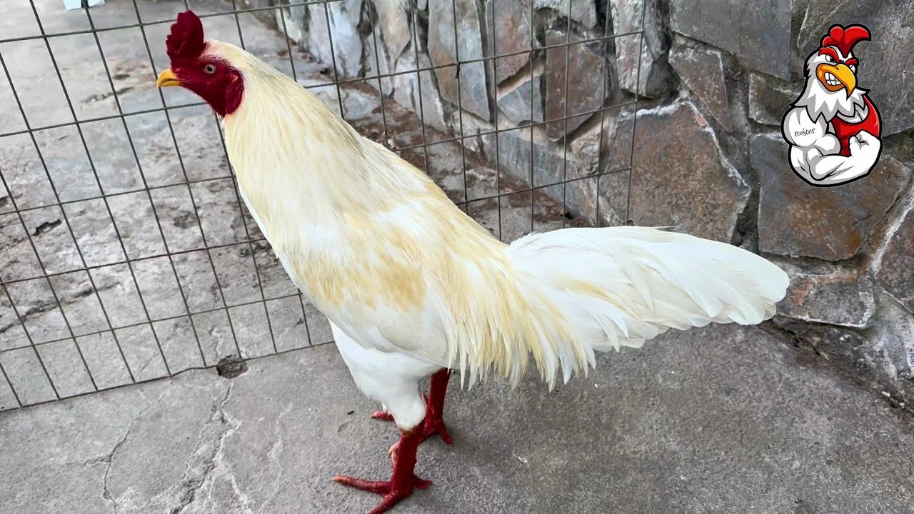 Top 1 most beautiful chicken in the last 42 hours