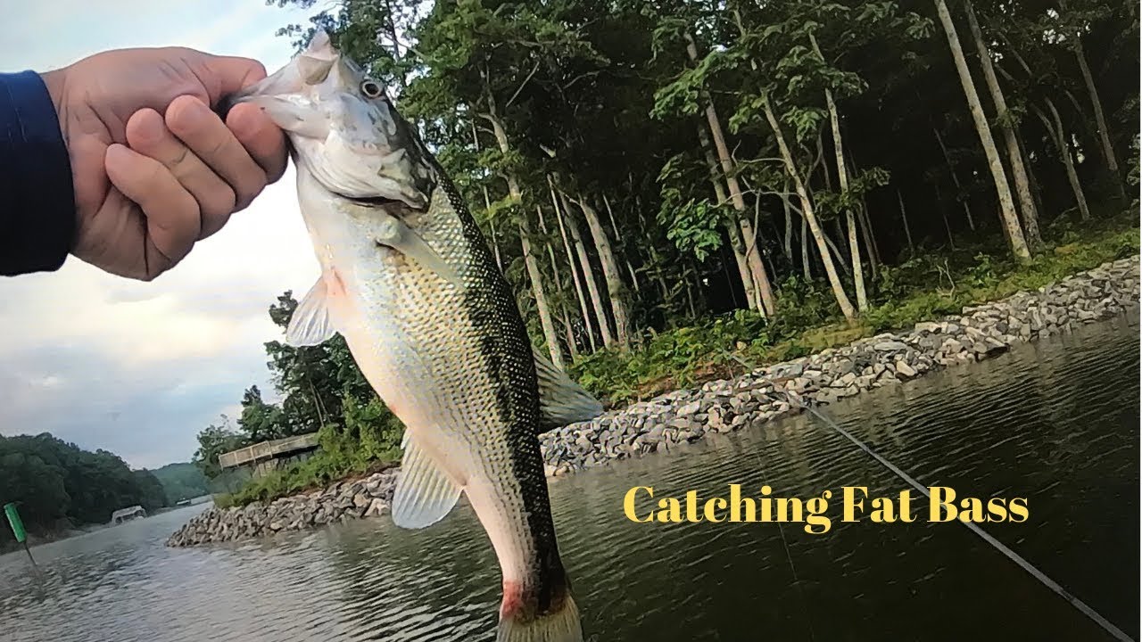 Catching Fat Bass