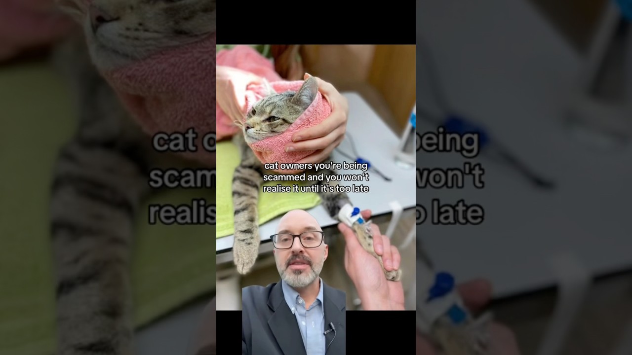 The vet industry is a total SCAM‼️🚨#industry #scam #vet #cat #cats #exposed #podcast #usa