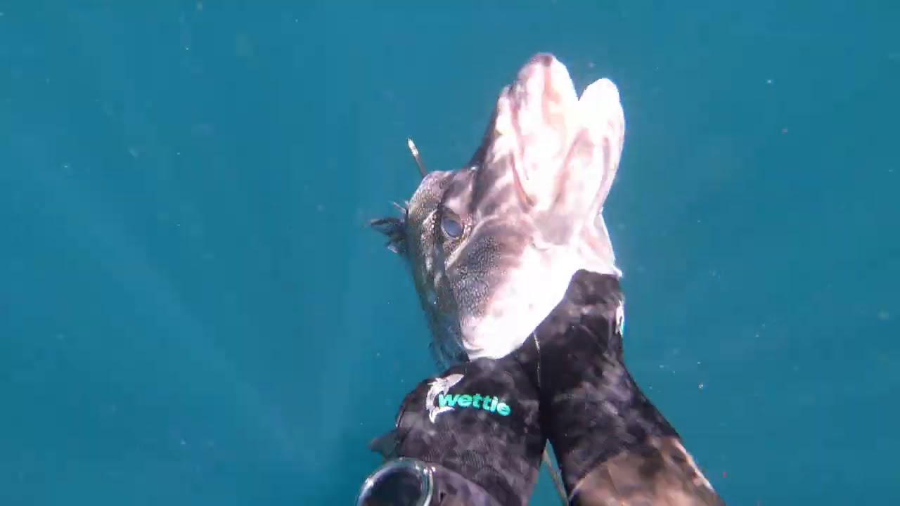 WETTIE TV -  New Zealand Spearfishing Giant Boarfish, Big Snapper and more!
