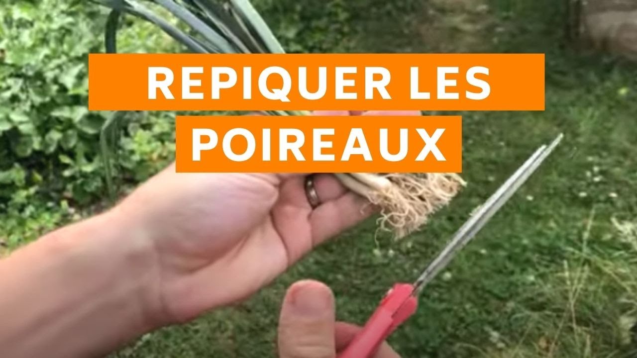 Tutoriel : Comment repiquer des poireaux (et avoir des gros blancs)