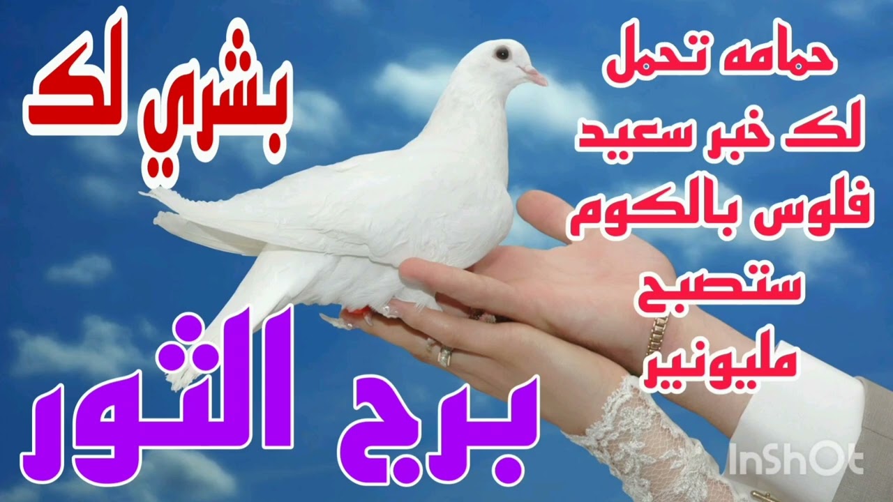 برج الثور بشري لك 💫 حمامه تحمل لك خبر سعيد 🤑🥳فلوس بالكوم 💫 ستصبح مليونير 💥🔥