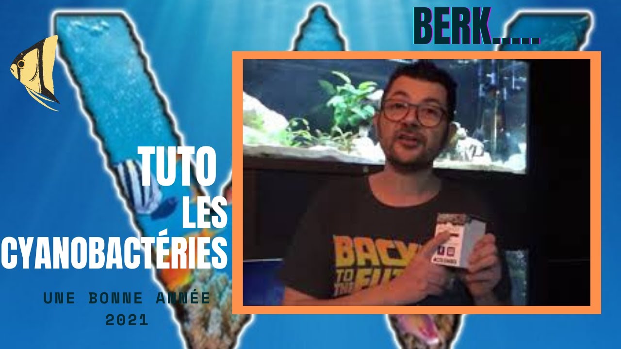 les cyanobactéries
