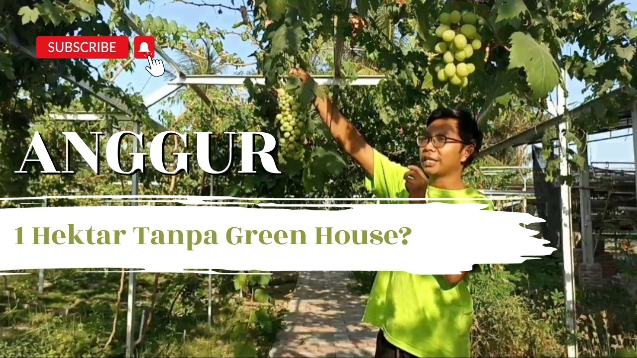 Luar biasa! Tanam Anggur 1 Hektar tanpa Green House || Hidup di pedesaan, tanam buah#grapes#anggur