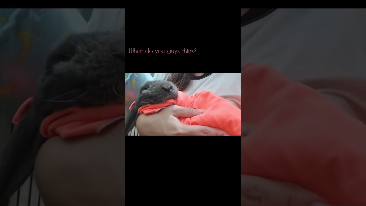 [T&C] How we apply nose drop on our rabbit