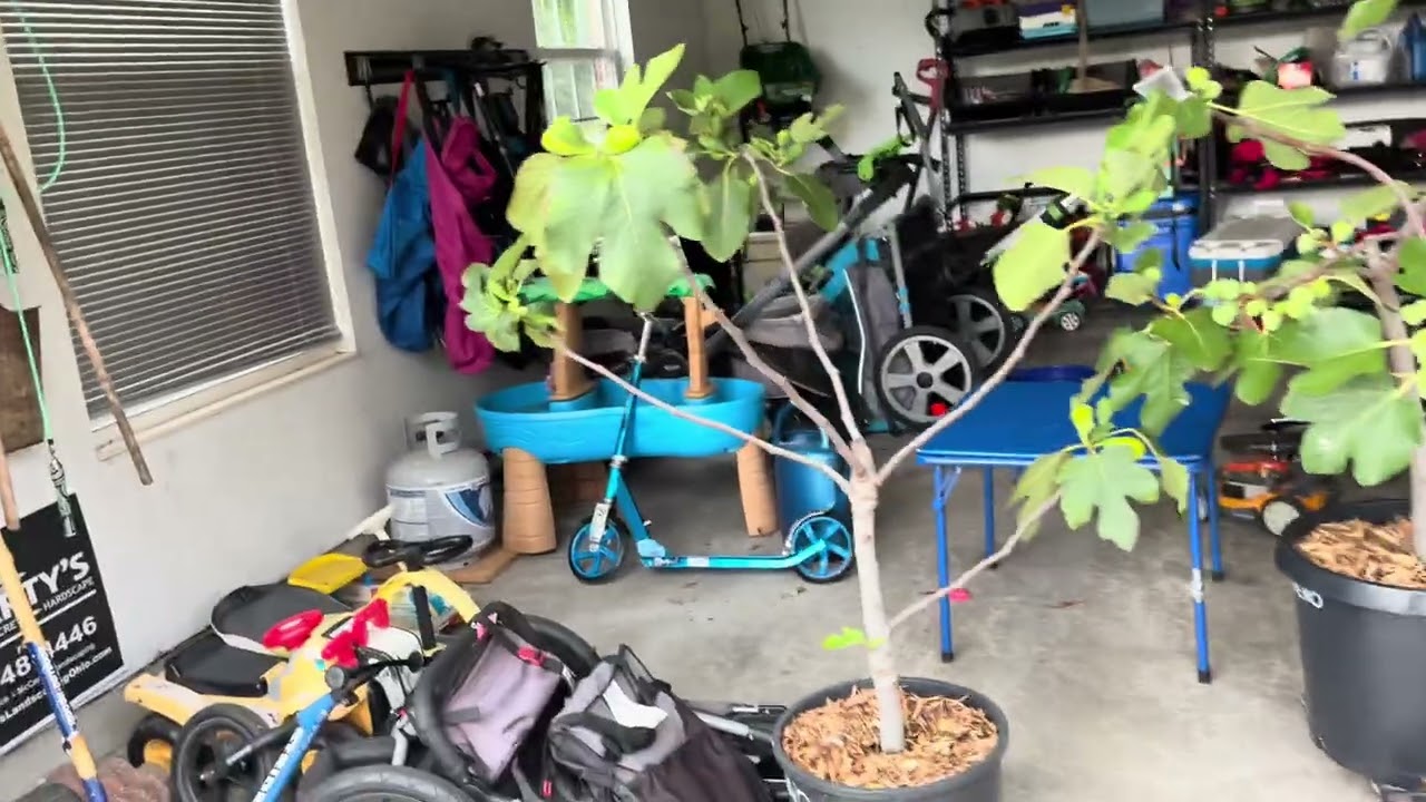 Fig trees July 18 2025