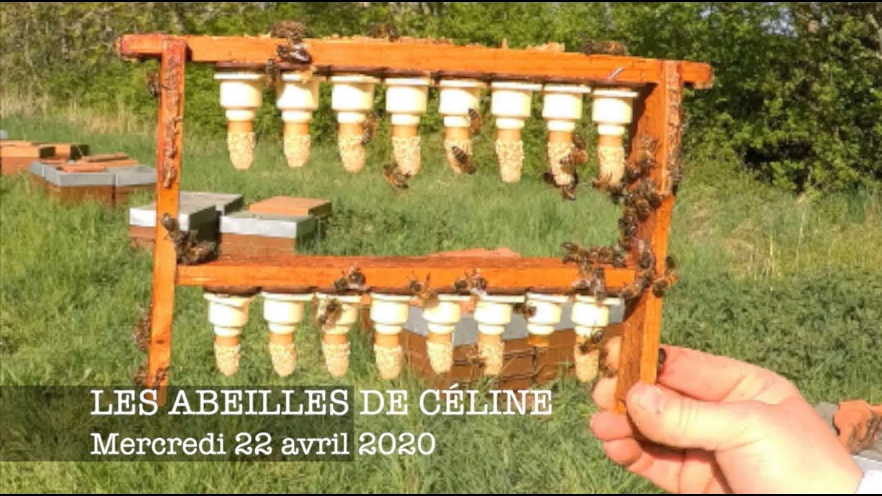 Les Abeilles de Céline Mercredi 22 avril 2020