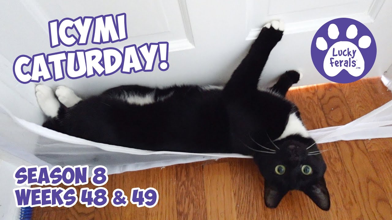 ICYMI Caturday! Lucky Ferals Season 8 Weeks 48 & 49 - Cat Family Vlog