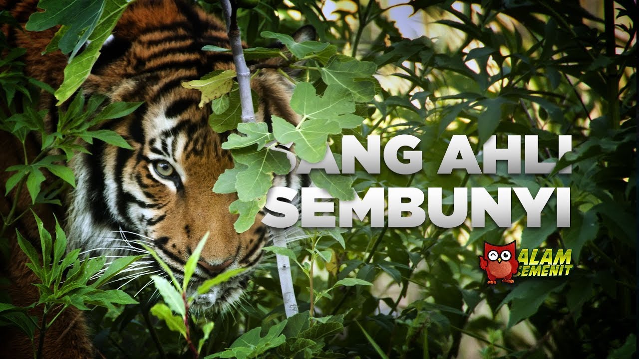 Harimau, Si Loreng Penguasa Rimba Asia #AlamSemenit