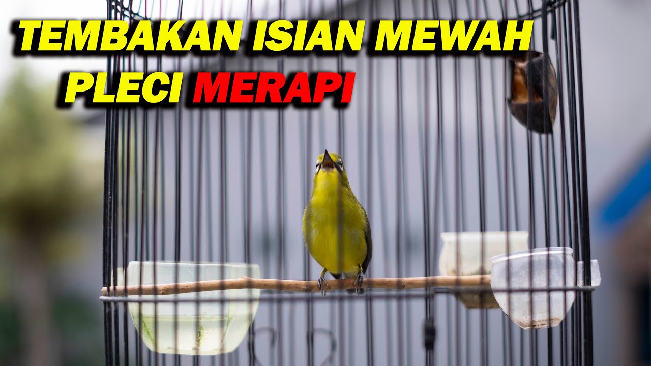 TEMBAKAN ISIAN MEWAH PLECI MERAPI