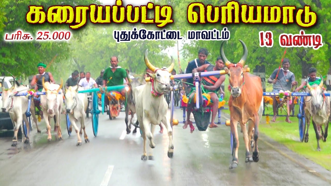 கரையப்பட்டி பெரியமாடு 22.10.2025