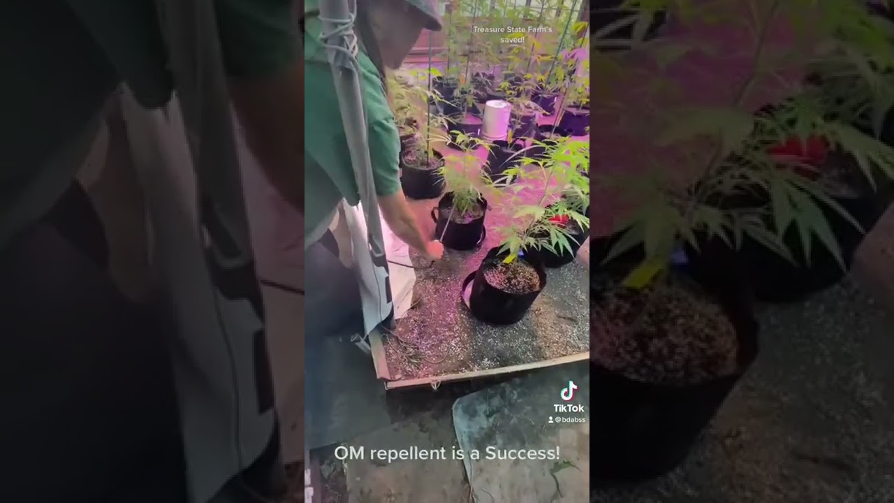 Treasure State Farms Repellent Test Video