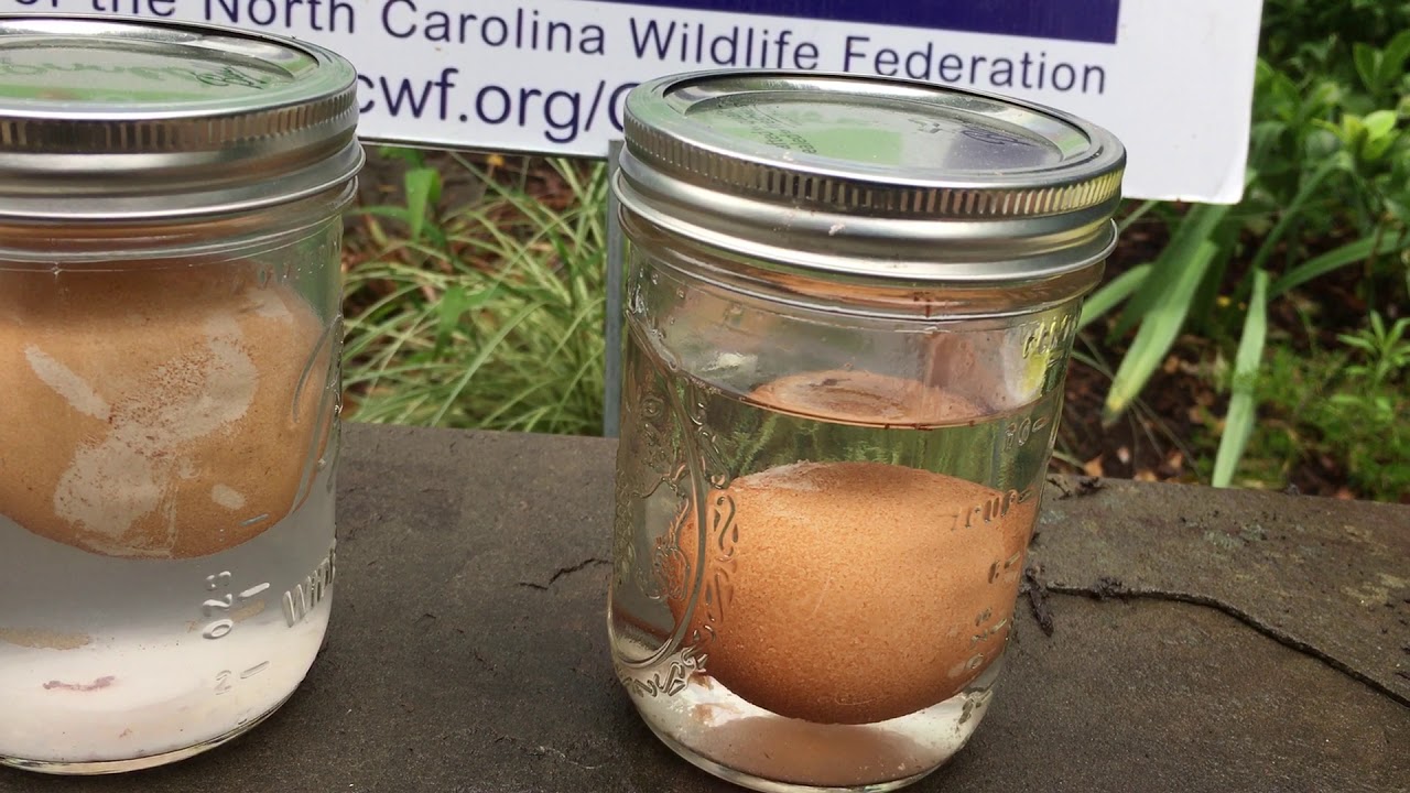 Semipermeable Membrane Experiment - North Carolina Wildlife Federation