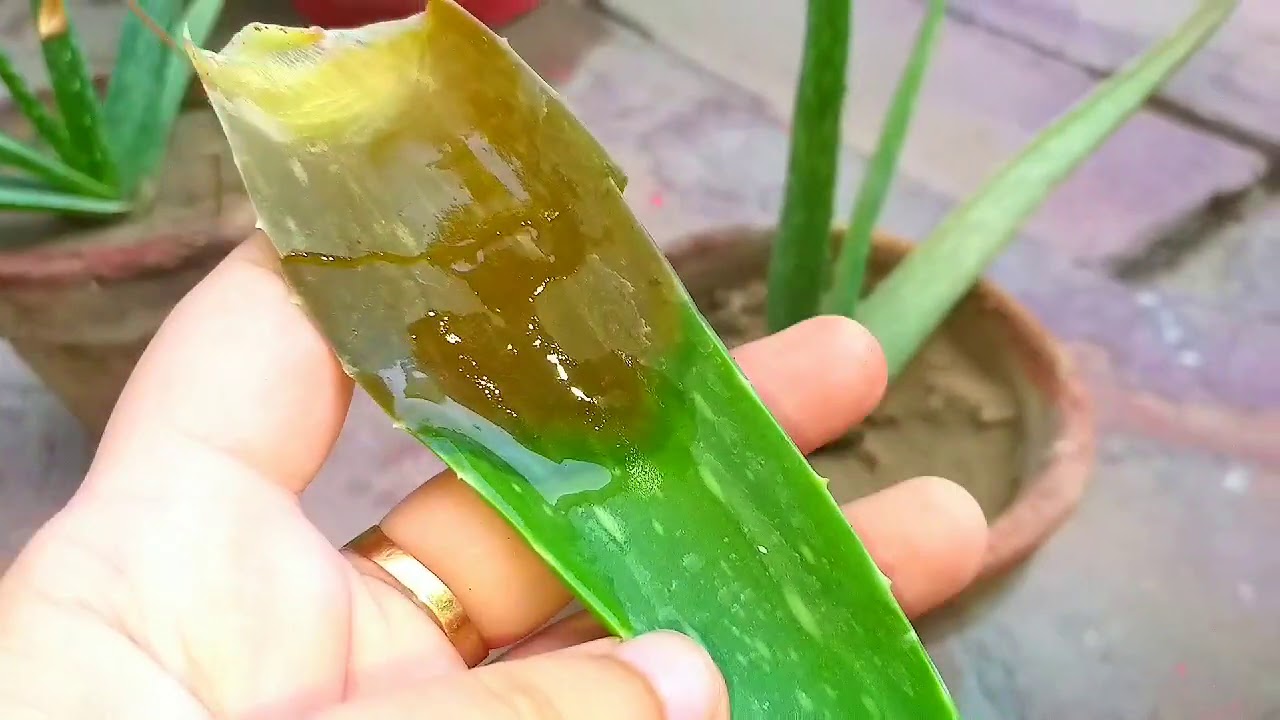 Major Problems of Aloe Vera Plant Urdu /Hindi video,#gardening,#aloevera,#aloeveraplant,#howtogrow