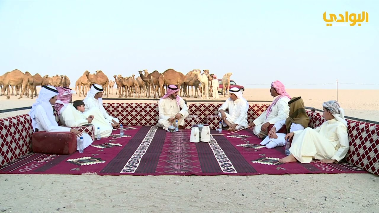 منقيه أبناء | هلال متلع الديحاني المطيري | #الابل_واهلها