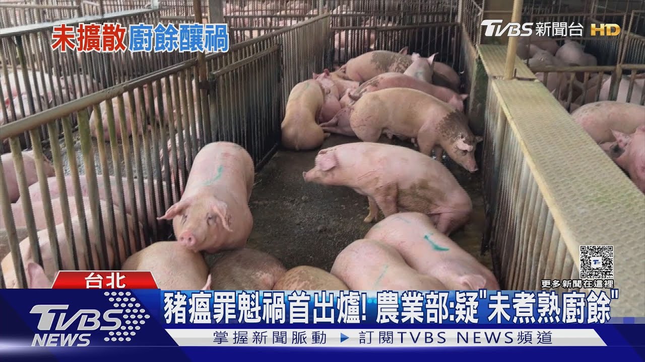 豬瘟罪魁禍首出爐! 農業部:疑「未煮熟廚餘」｜TVBS新聞 @TVBSNEWS01