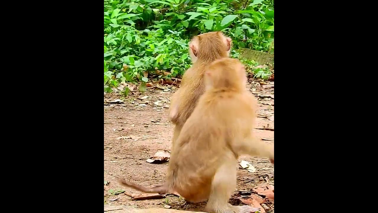 Amazing cute baby monkey 2023