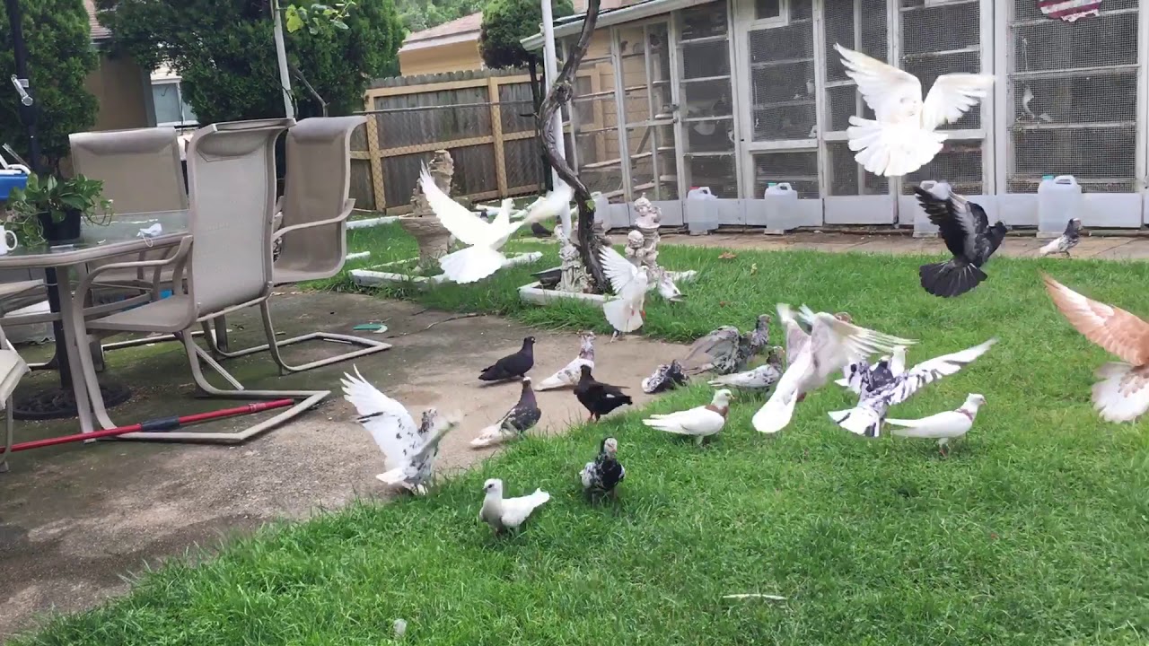 Serbian Highflyers (pigeons for sale )