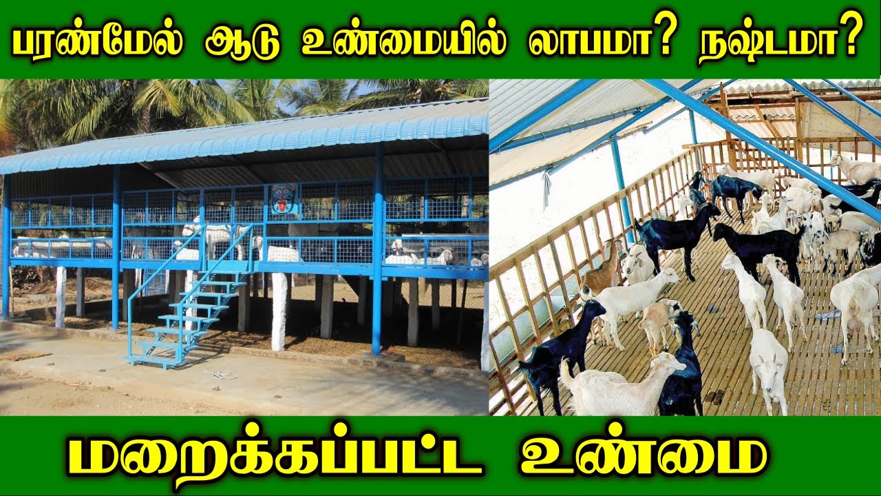 பரண்மேல் ஆடு வளர்ப்பு உண்மையில் லாபமா? நஷ்டமா?| Reason for Goat Farm failure?| Paranmel Adu Valarppu