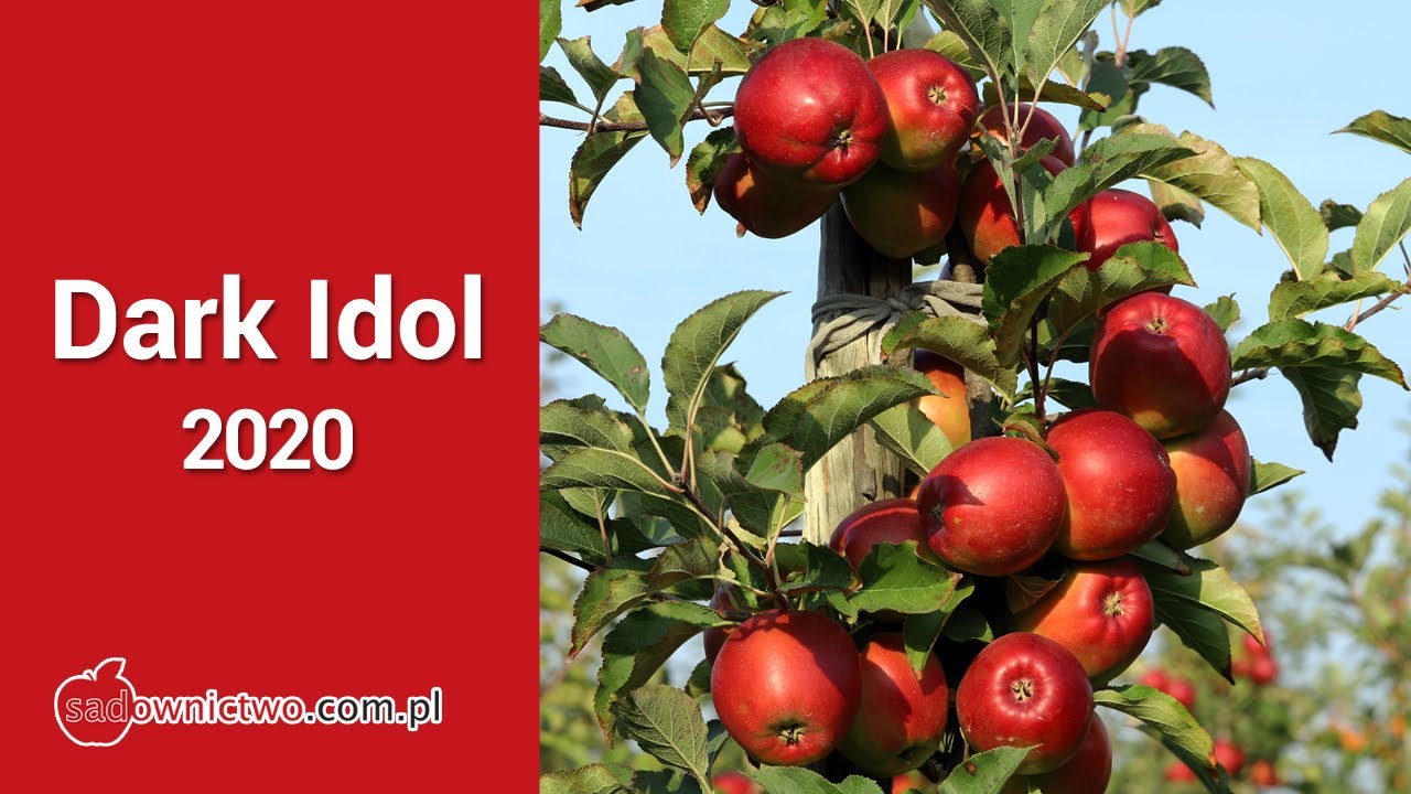 DARK Idol - czerwony Ligol - 2020 [odmiany jabłoni / apple variety]
