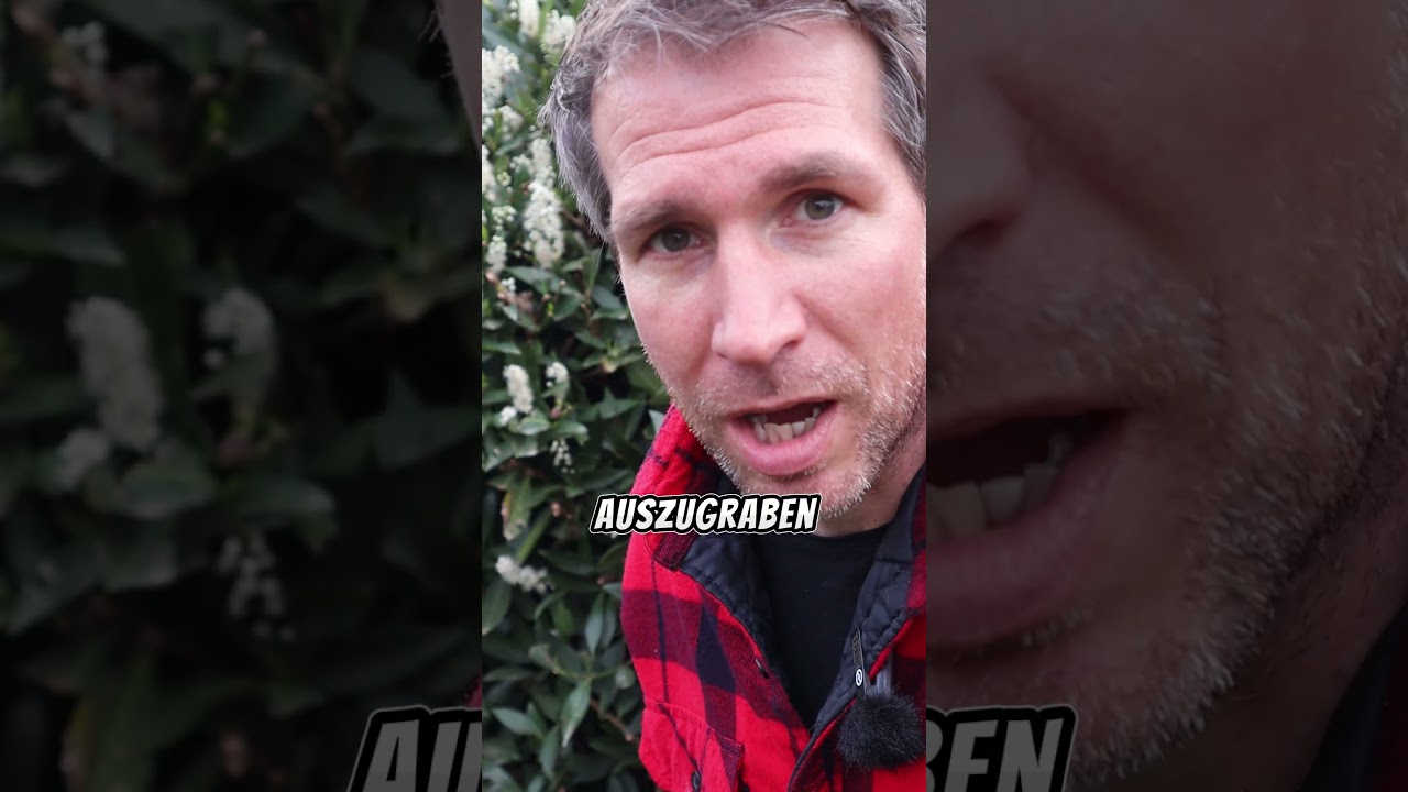 Kirschlorbeer ganz einfach ausgraben!  #garten #gartentipps #gartenarbeit