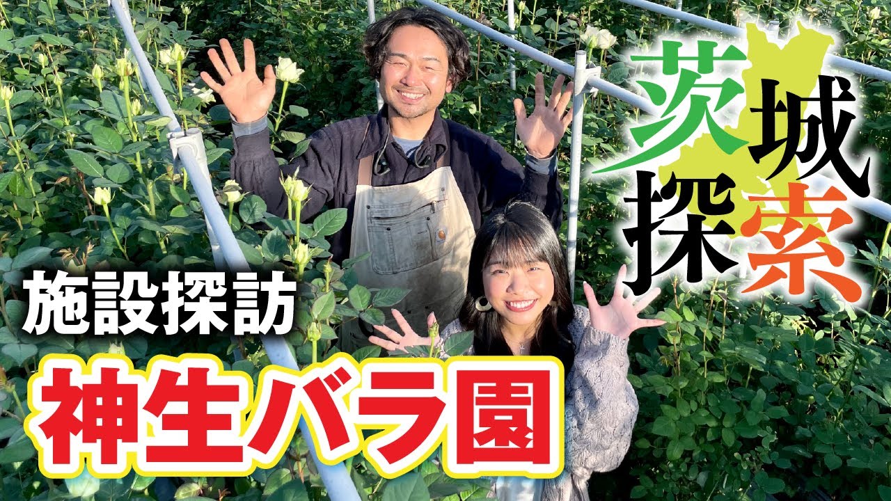 【茨城探索】農業を学ぶ！施設探訪「神生バラ園」。初の施設探訪をしてきました。茨城の県花 バラを育てる生産者さんの紹介です。【茨城県石岡市】【vlog】