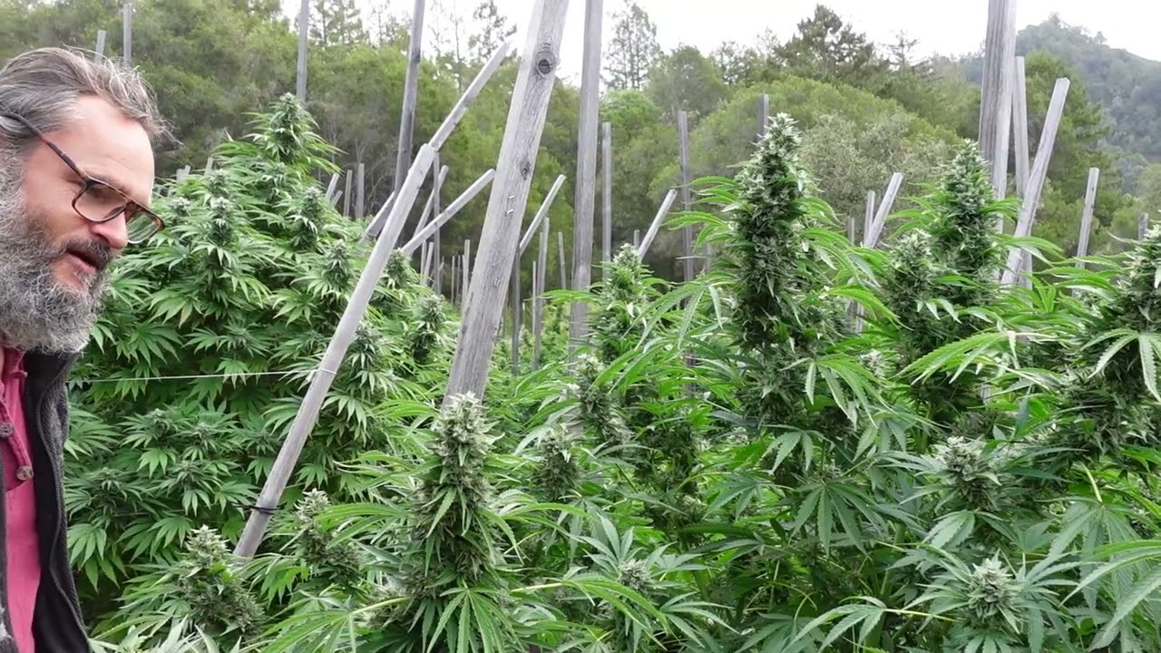 EARLY RAINS - THE OUTDOOR CANNABIS FARMER'S DILEMMA