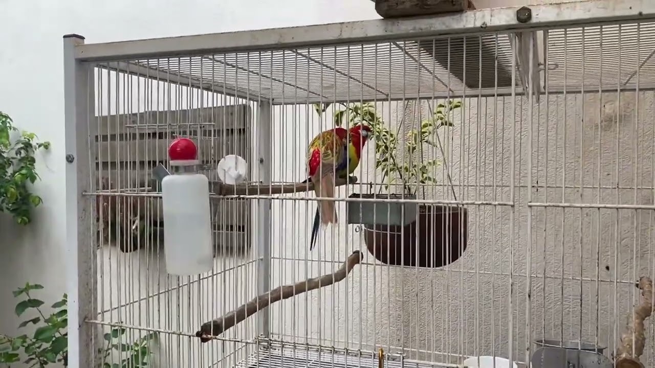 ROSELAS PROBLEMAS QUE VC PODE TER NA REPRODU&Ccedil;&Atilde;O !!!