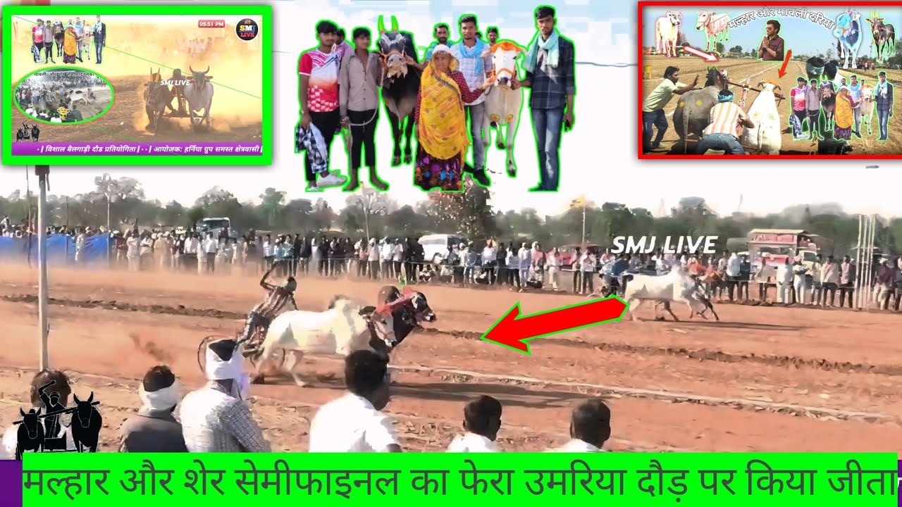 नीमगांवदौड़ प्रतियोगिता 🦬🦬#cow 