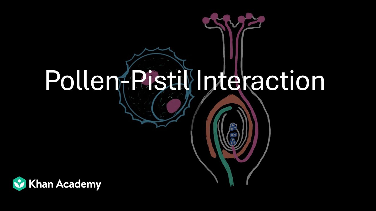 Pollen Pistil interaction | Sexual reproduction in flowering plants | Biology  | Khan Academy